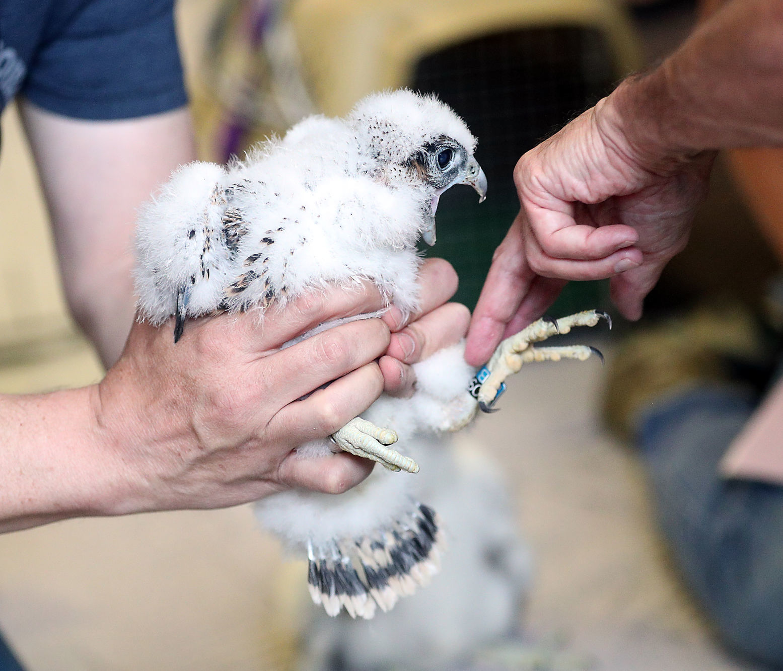 Banding of peregrine falcons at US Bank building in La Crosse